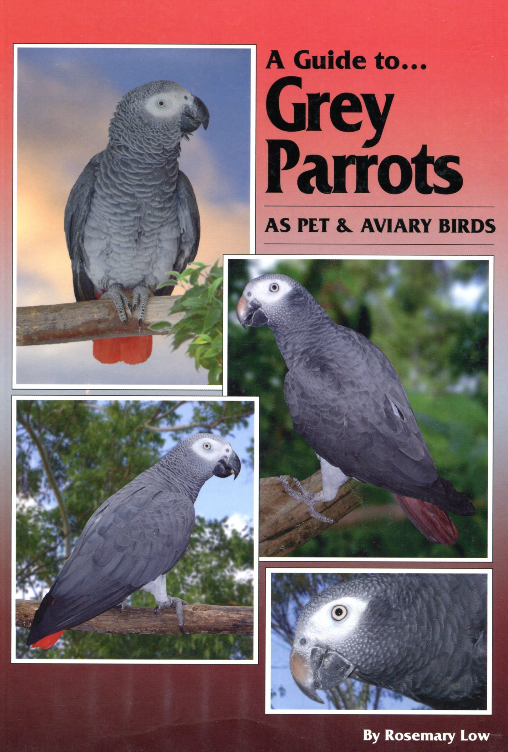 A Guide to.. Grey Parrots – as Pet & Aviary Birds