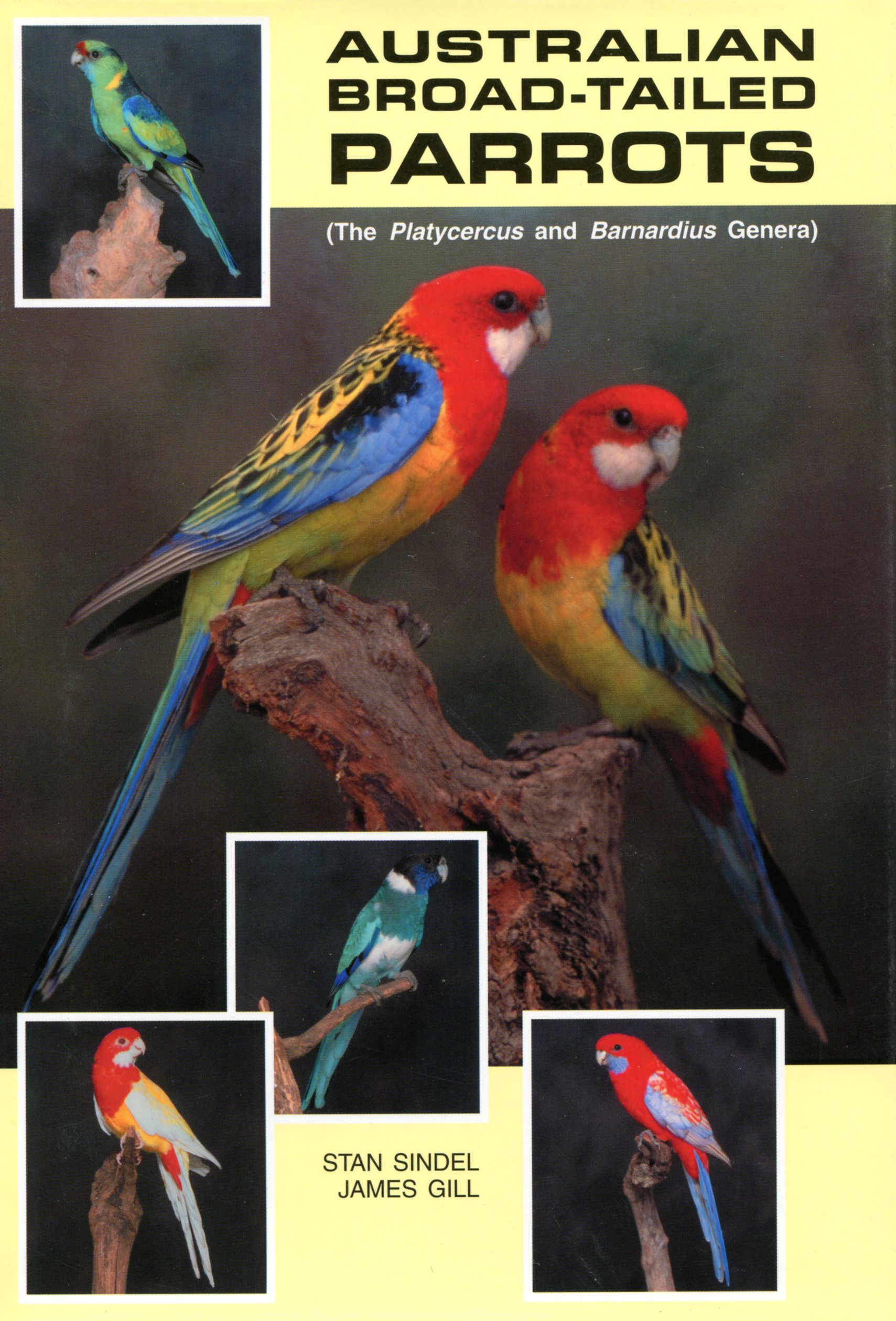 Australian Broad-tailed Parrots, Platycercus and Barnardius genera