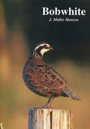 Bobwhite