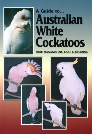 A Guide to Australian White Cockatoos